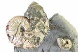 Iridescent Ammonite (Hoploscaphites) Fossil - Montana #316588-1